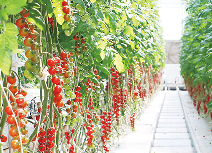 设施园艺全产业链